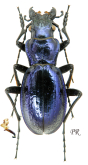 Carabus (Lipaster) stjernvalli osellai Breuning & Ruspoli, 1970