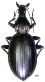 Carabus (Macrothorax) aumonti Lucas, 1849 (as sculptus Lapouge, 1925)