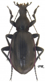 Carabus (Macrothorax) aumonti maroccanus Bedel, 1895