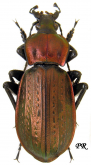 Carabus (Macrothorax) morbillosus constantinus Kraatz, 1899