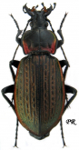 Carabus (Macrothorax) morbillosus constantinus (as galloprovincialis Lapouge, 1910)