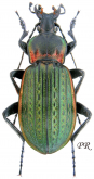Carabus (Macrothorax) morbillosus lampedusae Born, 1925