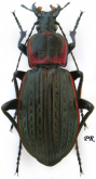 Carabus (Macrothorax) morbillosus macilentus Lapouge, 1899
