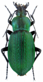 Carabus (Macrothorax) morbillosus morbillosus Fabricius, 1792 (as cheminorum Deuve, 1988)