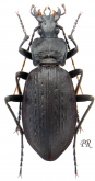Carabus (Macrothorax) planatus Chaudoir, 1843