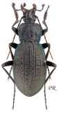 Carabus (Macrothorax) rugosus boeticus Deyrolle, 1852