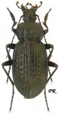 Carabus (Macrothorax) rugosus boeticus Deyrolle, 1852