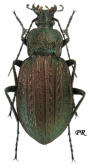 Carabus (Macrothorax) rugosus celtibericus Germar, 1824