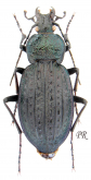 Carabus (Macrothorax) rugosus laufferi Breuning, 1927