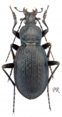 Carabus (Macrothorax) rugosus levantinus Lauffer, 1905