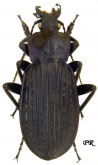Carabus (Macrothorax) rugosus rugosus Fabricius, 1792