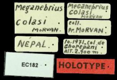 Carabus (Meganebrius) deliae colasianus (Morvan & Mandl, 1974)
