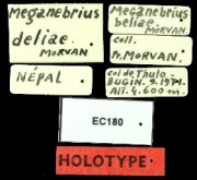 Carabus (Meganebrius) deliae deliae (Morvan, 1972)