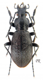 Carabus (Meganebrius) tuberculipennis ganjalaensis Deuve, 2000