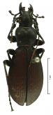 Carabus (Megodontoides) promachus promachus