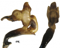 Carabus (Megodontus) bonvouloiri bonvouloiri (as kaschkarensis Blumenthal & Breuning, 1967)