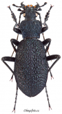 Carabus (Megodontus) bonvouloiri graciliformis Breuning, 1964