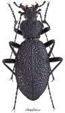 Carabus (Megodontus) bonvouloiri graciliformis Breuning, 1964