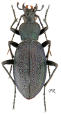 Carabus (Megodontus) caelatus caelatus (as volujakianus Apfelbeck, 1894)