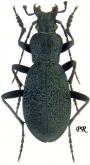 Carabus (Megodontus) caelatus caelatus  (as malissorum Apfelbeck, 1919)