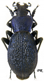 Carabus (Megodontus) croaticus croaticus Dejean, 1826