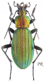 Carabus (Megodontus) kolbei taikinus Ishikawa, 1993 