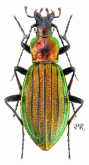 Carabus (Megodontus) kolbei taikinus Ishikawa, 1993