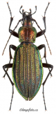 Carabus (Megodontus) kolbei chishimanus Nakane, 1961