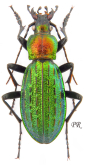 Carabus (Megodontus) kolbei kosugei Nakane, 1955 