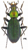 Carabus (Megodontus) kolbei hidakamontanus Ishikawa, 1966