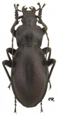 Carabus (Megodontus) violaceus andrzejuscii Dejean, 1826 (as pygmaeus Petri, 1912)