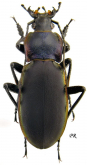 Carabus (Megodontus) violaceus andrzejuscii Fischer, 1823 (as carbonatus Schaufuss, 1882)