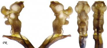 Carabus (Megodontus) violaceus aurolimbatus Dejean, 1829