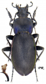 Carabus (Megodontus) violaceus azurescens Dejean, 1826 (loc.typ.)