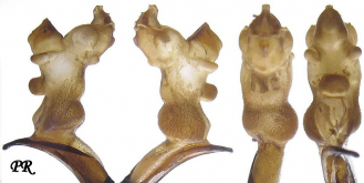 Carabus (Megodontus) violaceus baeterrensis Lapouge, 1901
