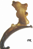 Carabus (Megodontus) violaceus dryas Gistl, 1857