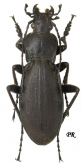 Carabus (Megodontus) violaceus fulgens Charpentier, 1825