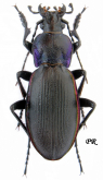 Carabus (Megodontus) violaceus purpurascens Fabricius, 1787 (as osismius Lapouge, 1922)
