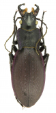 Carabus (Mesocarabus) cantabricus cantabricus (as asturicus Born, 1925)