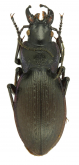Carabus (Mesocarabus) cantabricus cantabricus Chevrolat, 1840 (loc. typ.)
