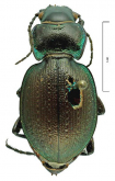 Carabus (Mesocarabus) lusitanicus mertolaensis Breuning, 1975 (= brevis)
