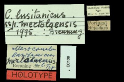 Carabus (Mesocarabus) lusitanicus mertolaensis (error of label?)