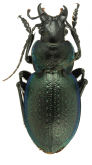 Carabus (Mesocarabus) lusitanicus castilianus (as bolivari Breuning, 1926)