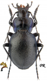 Carabus (Mesocarabus) lusitanicus helluo (as albarracinus Ganglbauer, 1886)