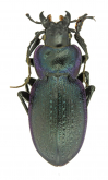 Carabus (Mesocarabus) lusitanicus latus (as molossoides Lassalle, 1984)