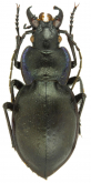 Carabus (Mesocarabus) lusitanicus trabuccarius Fairmaire, 1857