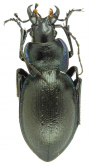 Carabus (Mesocarabus) lusitanicus trabuccarius (as galardonensis Meyer & Mollard, 1996)
