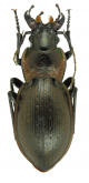 Carabus (Mesocarabus) macrocephaloides (Jeanne, 1972)