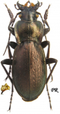 Carabus (Mesocarabus) macrocephalus Dejean, 1826