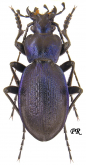 Carabus (Mesocarabus) problematicus harcyniae Sturm, 1815 (as obenbergerianus Breuning, 1927)